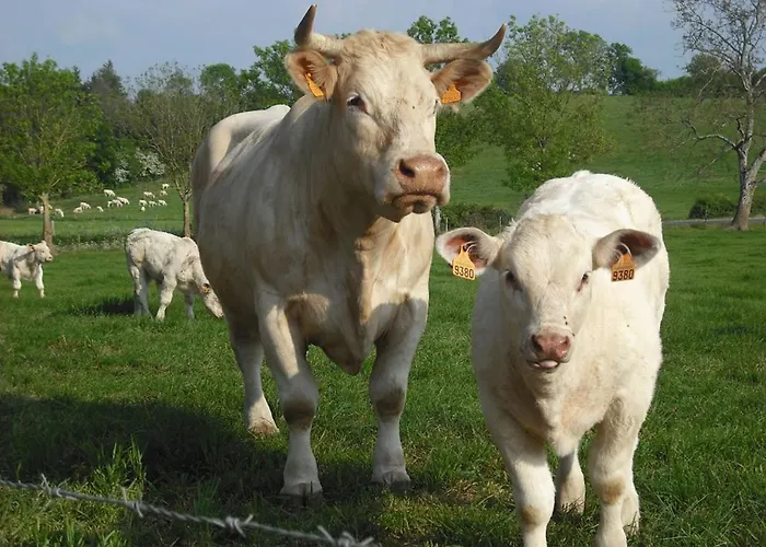 A La Campagne Avec Terrasse, Proche Du Puy Du Fou Et De La Riviere Sevre - Fr-1-426-249 Sevremont
